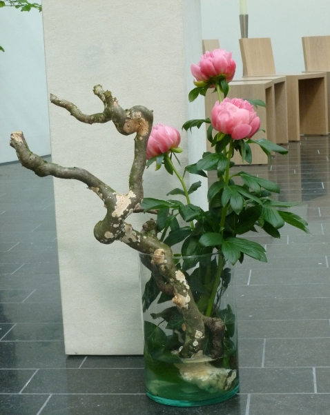 Pfingstrose